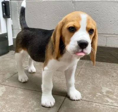 赠送比格犬幼犬列表 ks