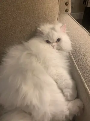 Спокойная персидская кошка ищет новый дом