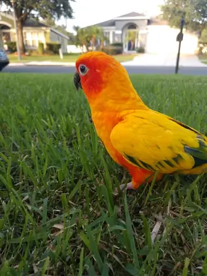 Любопытный попугай конура привыкший к людям