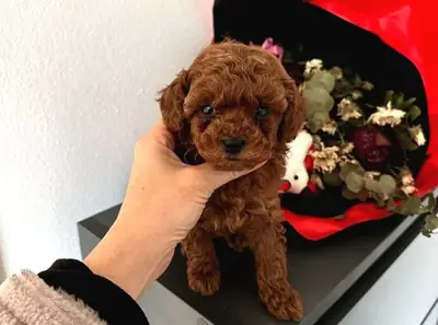 Коричневый той пудель выросший в домашней семье