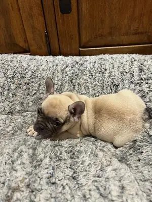Cachorros de bulldog francés machos y hembras.