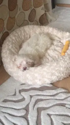 0 NUMARA EĞİTİMLİ 2.5 AYLIK TERRİER YAVRU