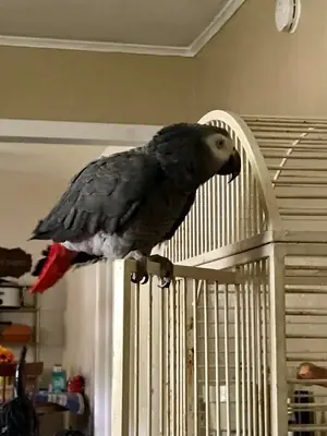 jako papağanı sahiplendirmek istiyorum