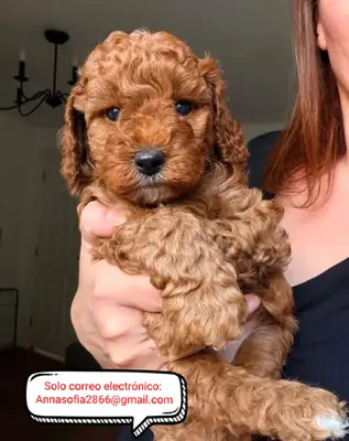 Kc Gorgeous Red Mini Poodle 5 Gen Pedigree