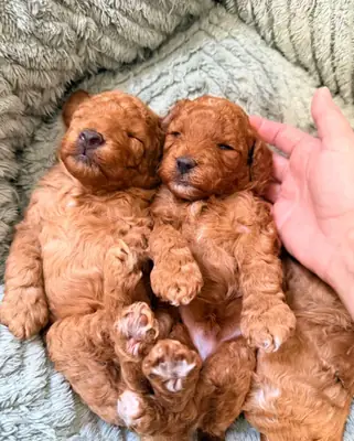 Cachorros de caniche para adopción