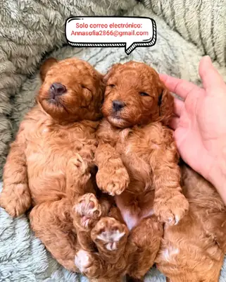 Cachorros de caniche para adopción