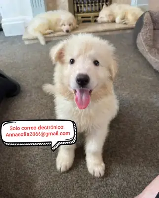 Cachorros de pastor alemán blancos de lomo recto