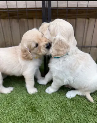 Kc Gorgeous Red Mini Poodle 5 Gen Pedigree