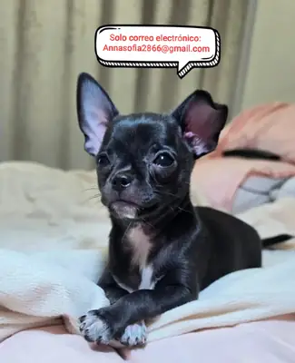 Chihuahua Girls: listas para encontrar un hogar que les guste por siempre