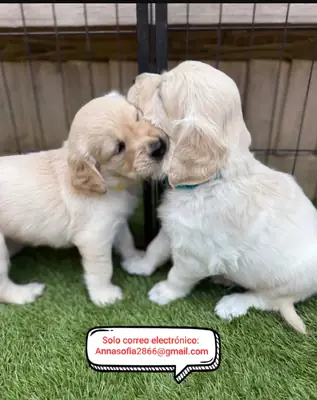 金毛寻回犬待领养