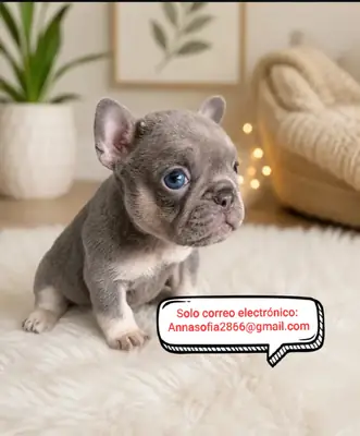 Hermosos cachorros de bulldogs franceses para adopción