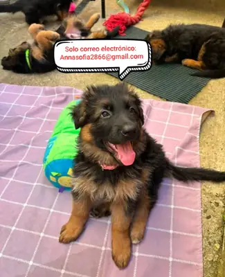德国牧羊犬幼犬待领养
