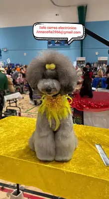 Cachorros de poodle en miniatura de plata para adopción