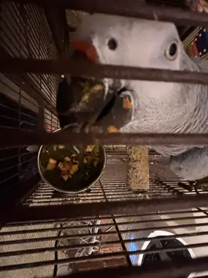 African grey parrot needing a new home