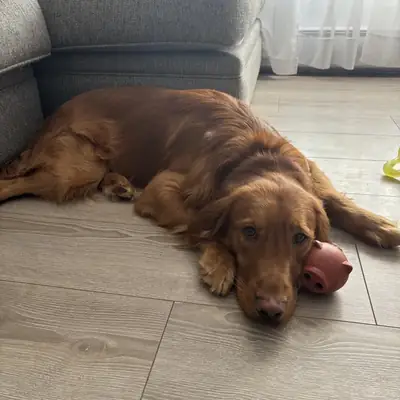 Golden retriever looking for a new owner