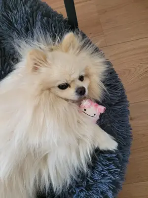Small pomeranian looking for a more active home