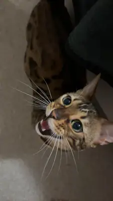 Bengal cat raised indoors available