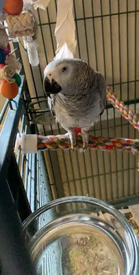 Amazon parrot used to home life