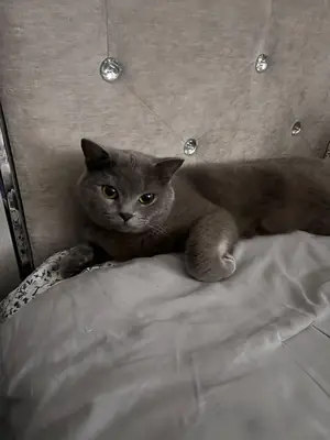 Busco un hogar tranquilo para este gato