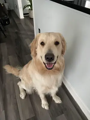 Golden retriever criado en ambiente familiar