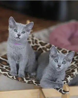 Sevimli Russian Blue Yavru Kedi Sevgi Dolu Bir Yuva İçin Hazır | WhatsApp: +34 632 000 221