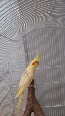 Cacatoès calopsitte habitué à la vie de maison