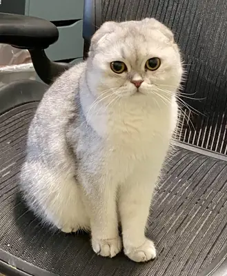 Chat scottish fold élevé en intérieur