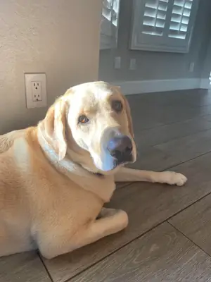 Labrador élevé dans un environnement familial