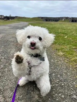 Caniche cherchant un foyer plus présent