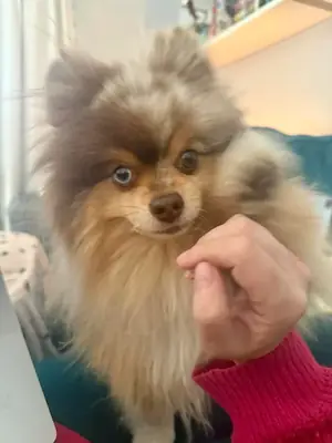 Spitz nain habitué à la vie en appartement