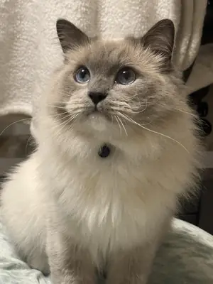 Домашний кот породы рэгдолл