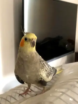 Домашний попугай корелла