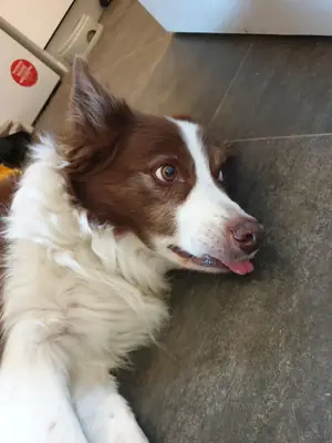 Колли из активной семьи ищет новый дом