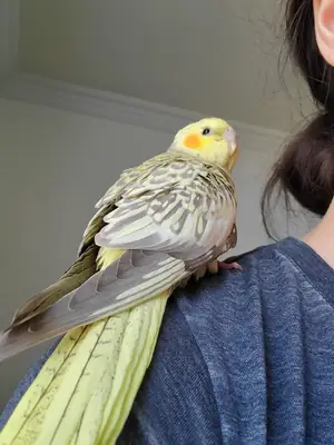 Корелла которая привыкла к людям