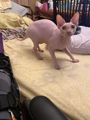 Сфинкс ищет спокойный дом