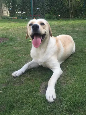 一只习惯家庭生活的拉布拉多寻找新主人