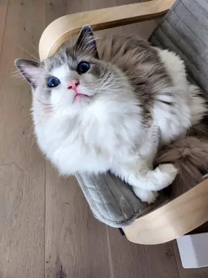 布偶猫家庭环境成长