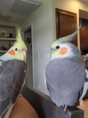 习惯与人相处的玄凤鹦鹉