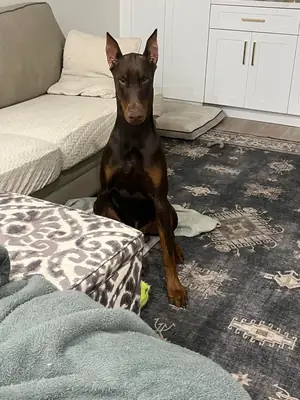 家庭环境成长的杜宾犬