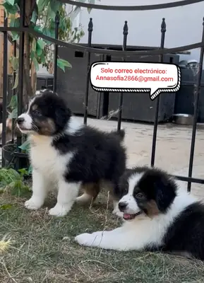 可供领养的美丽澳大利亚牧羊犬幼犬。