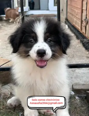 Cachorros de pastor australiano para recuperación
