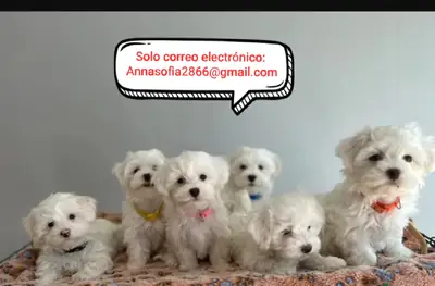 Maltipoo Puppies for Adoption