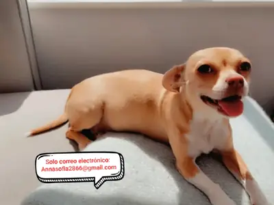 可供领养的美丽吉娃娃小狗