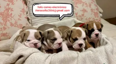English bulldog puppies for recovery