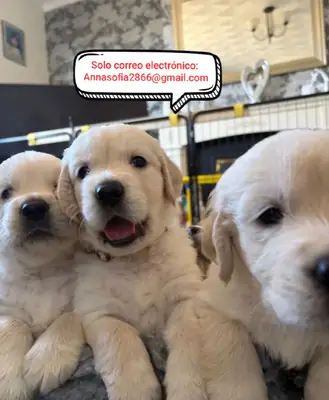 金毛寻回犬幼犬，准备好迎接新家