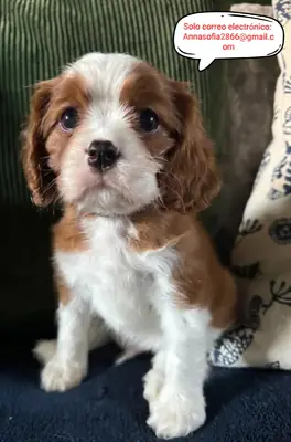Le Cavalier King Charles Spaniel sera retourné chez lui