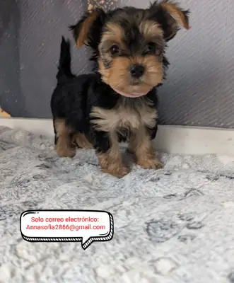 Yorkshire Terrier Puppies for Adoption