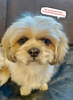 Chiots Shih Tzu Impérial pour la récupération