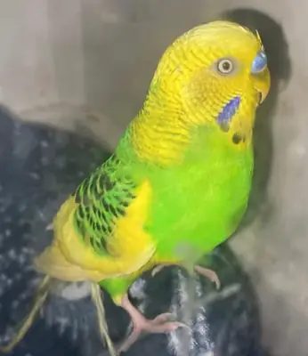 Budgies accustomed to family life