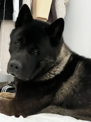 寻找稳定家庭的秋田犬